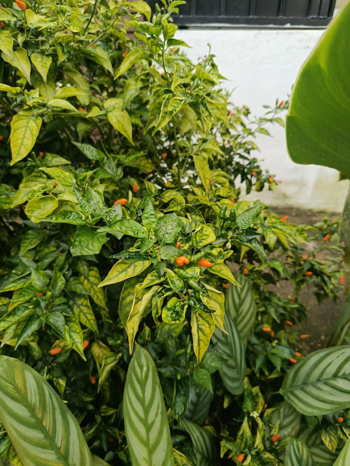 Casicum frutescens "zanahorio"