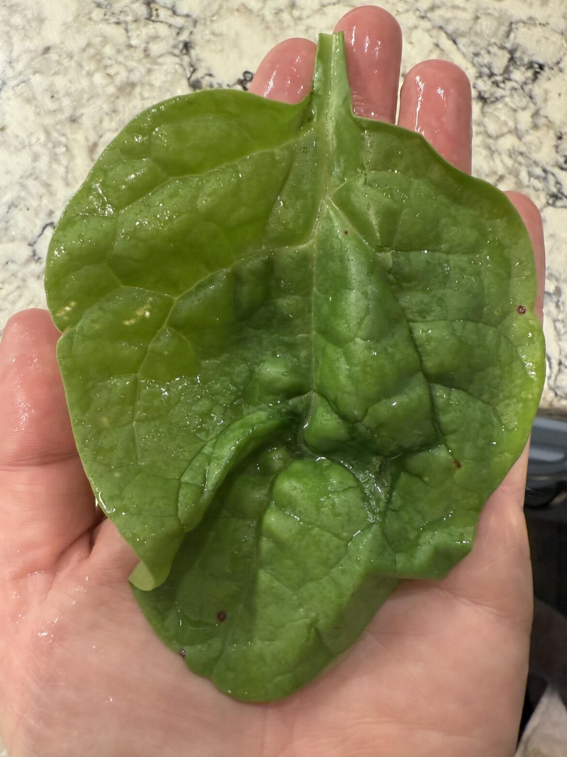 1st time trying Malabar Spinach - I’m an instant fan