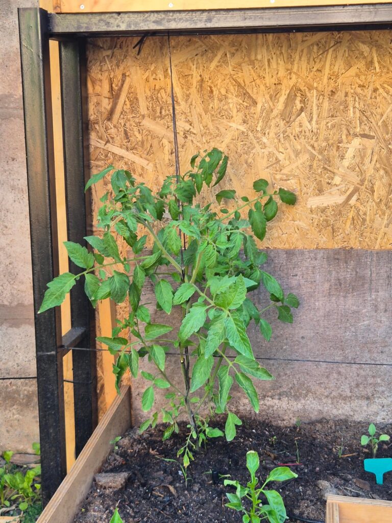 Should I pinch the flowers of my tomato?