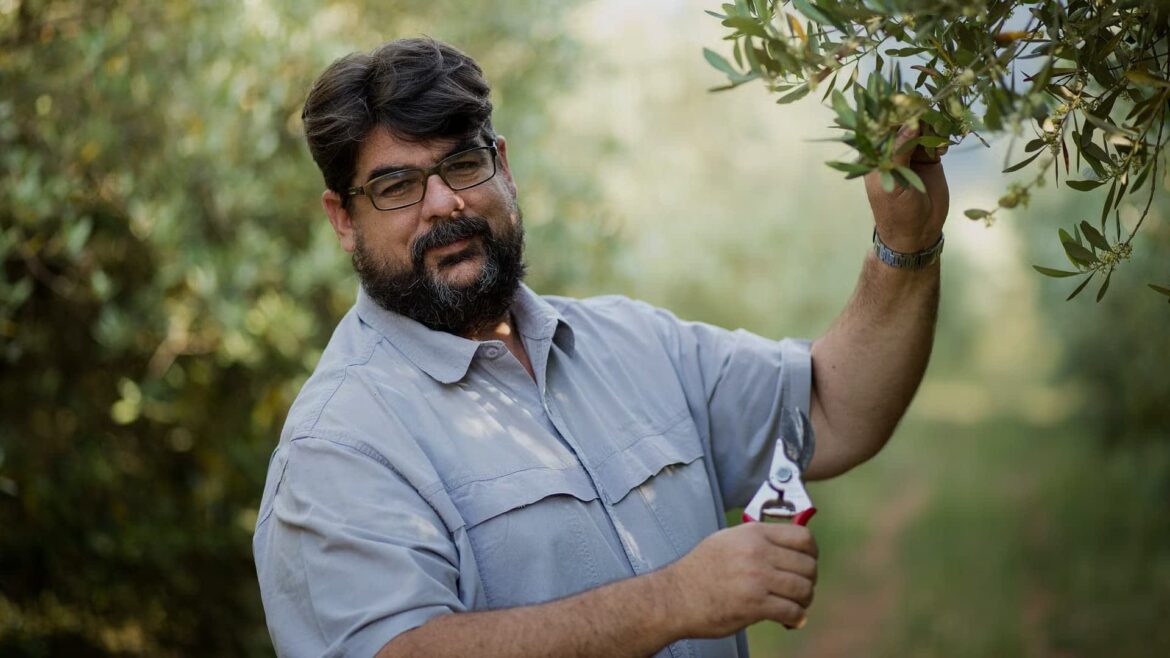 South African Olive Farm Prepares for Challenging Harvest Season Olive Oil Times