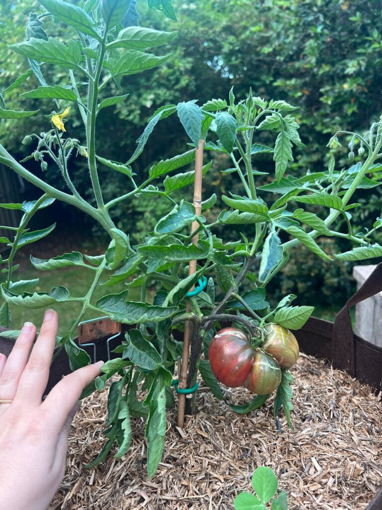 Is this Black Russian ok?