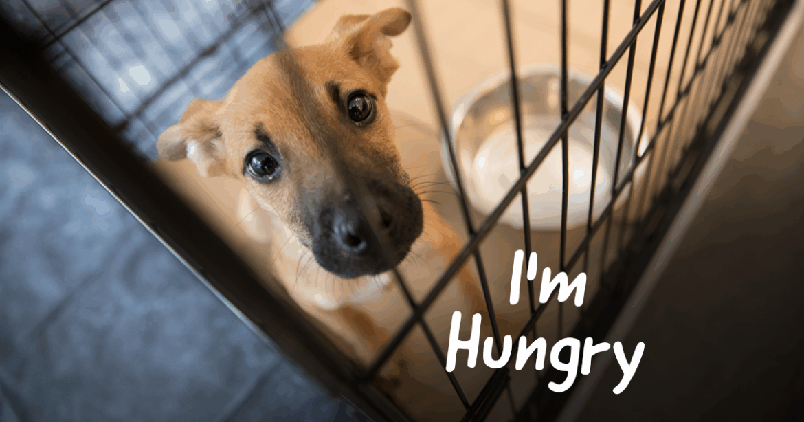 Hungry Animals | ASPCA Hungry Animals | ASPCA