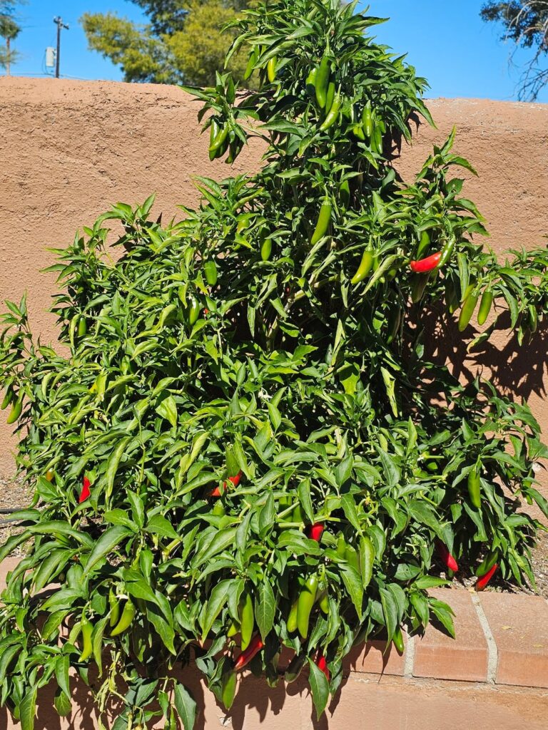 Out of control peppers!