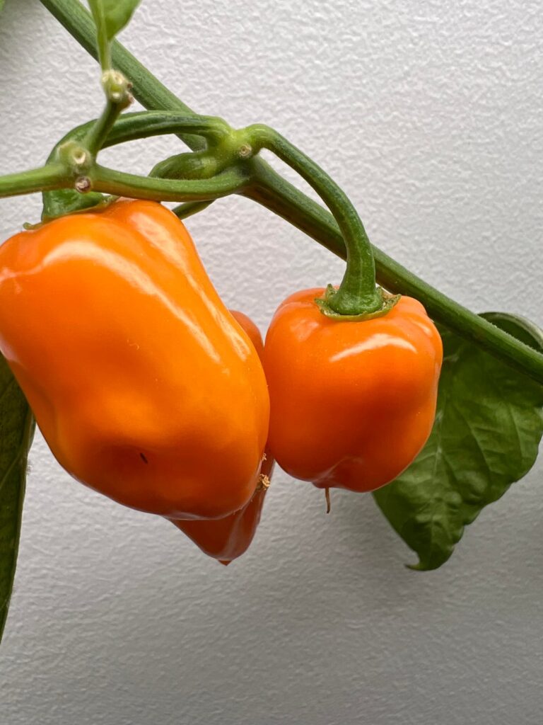 Final harvest and sauce