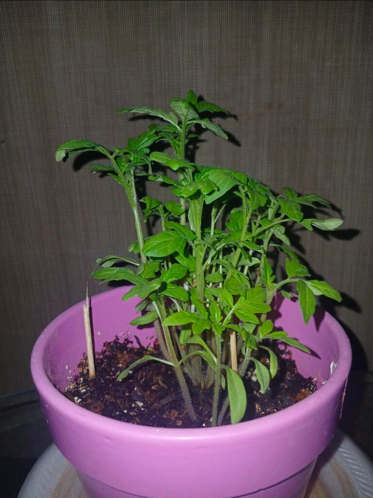 When do I out them in the ground? When do I out them in the ground?