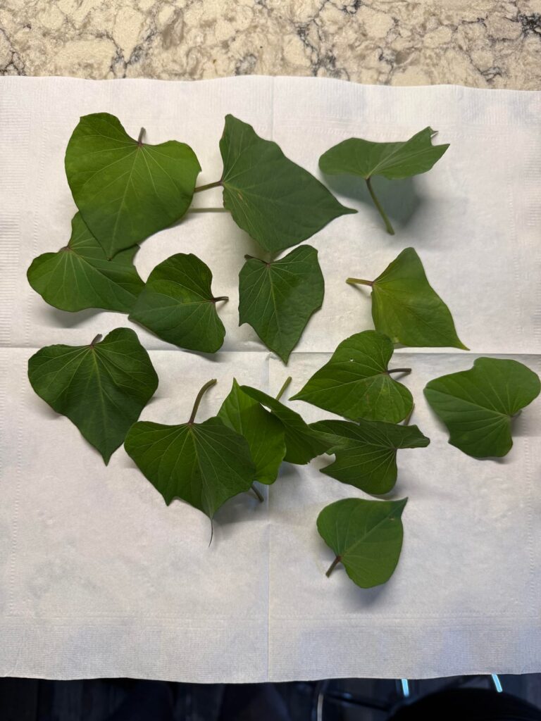 Sweet potato leaf smoothie