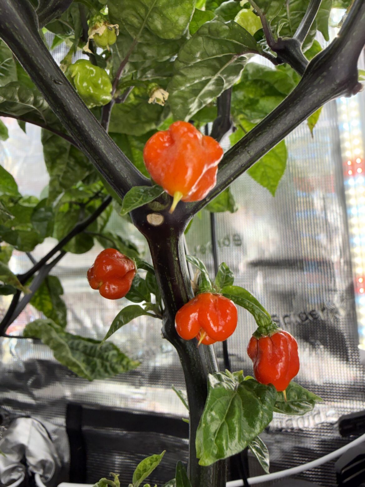 How long would you say until these are fully ripe ? Oldest is bottom right