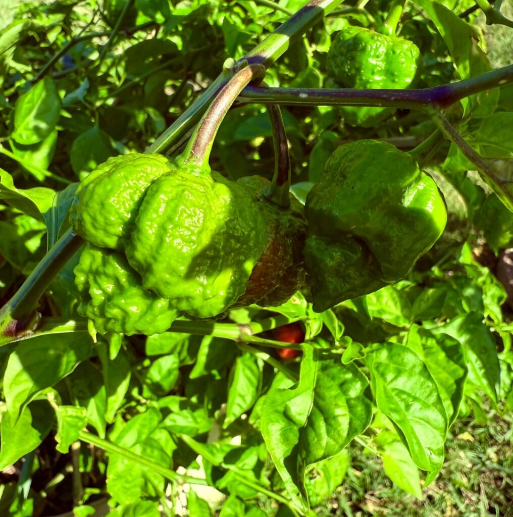 Hurt Berry Hurt Berry