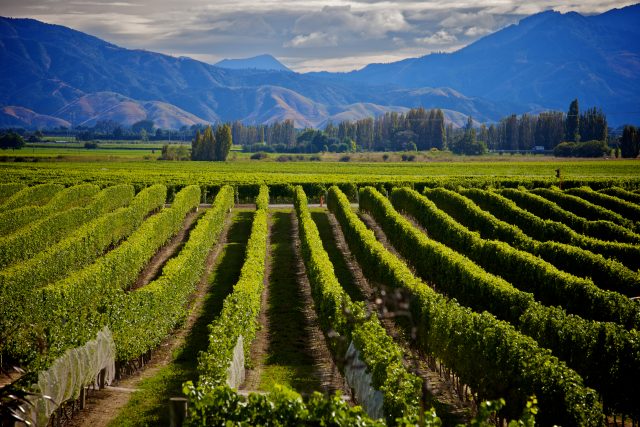 New Zealand Classic Wine Trail $991 boost