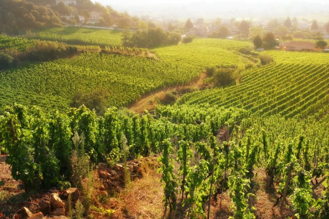 France €130m into uprooting vines