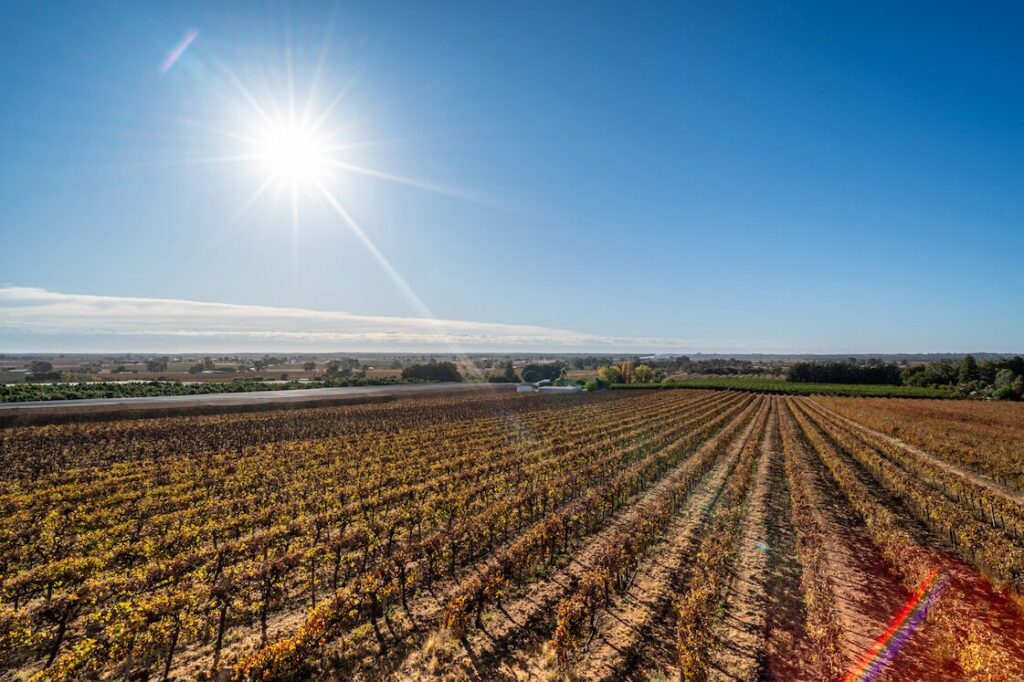 More help for grapegrowers to rest vineyards