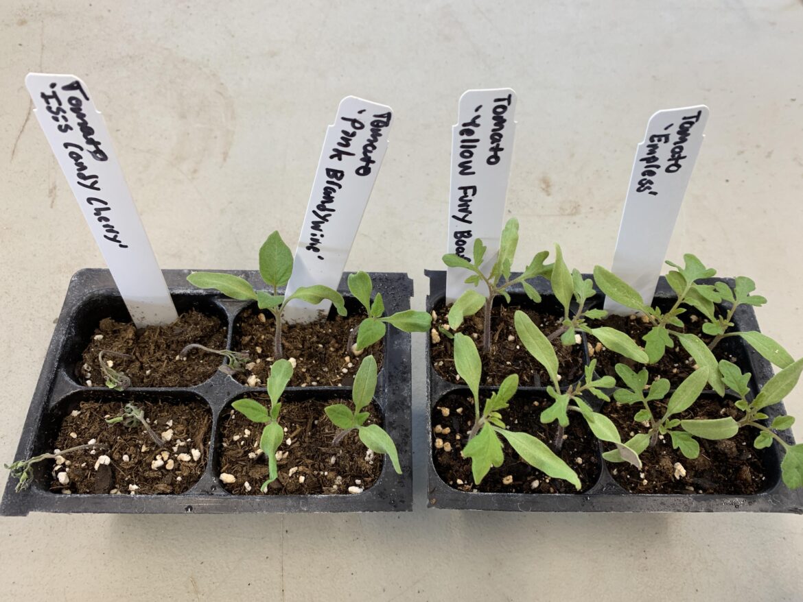 Something about seeing such stark differences between early seedlings really gets the dopamine moving.