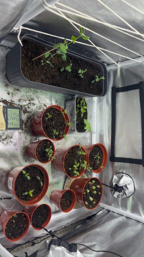 My tiny apartment greenhouse!