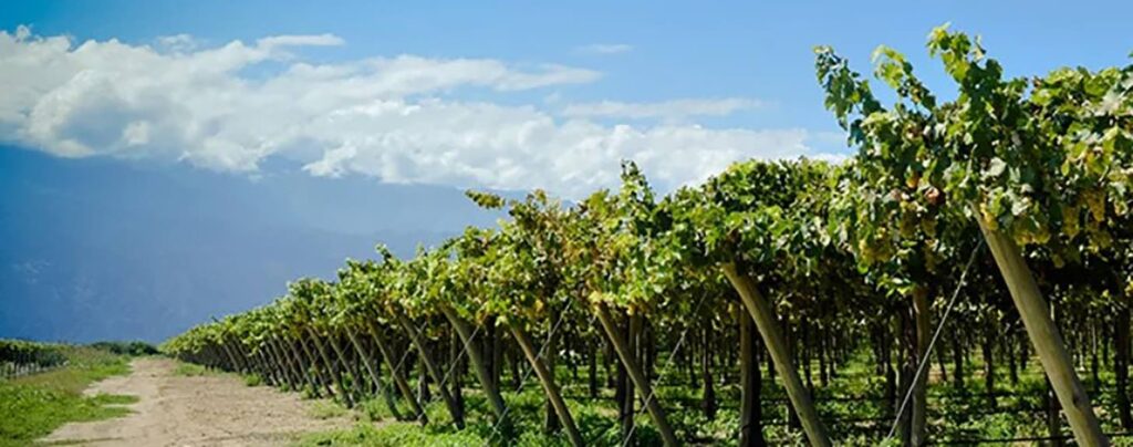 Best Zero-Alcohol Wines From Argentina Best Zero-Alcohol Wines From Argentina