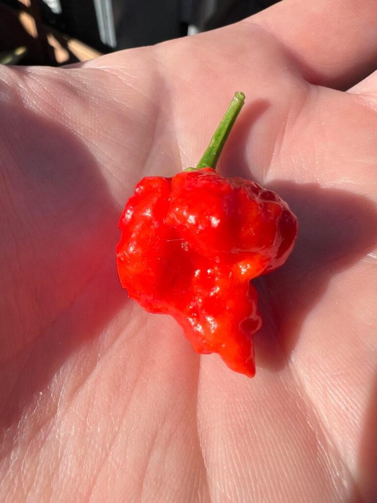 Just harvested my first Carolina Reaper!