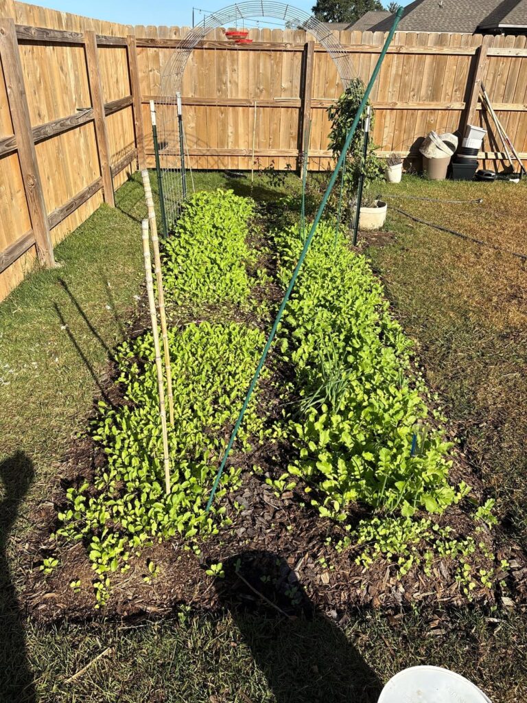 Cover crops (feat. one tomato plant still going strong)