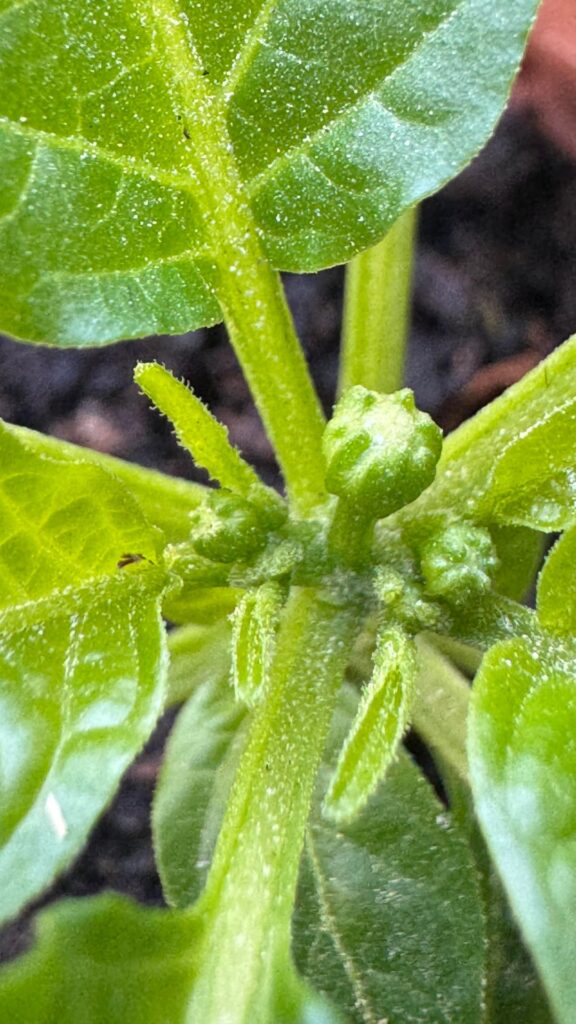 My tiny pepper seedling is flowering!!