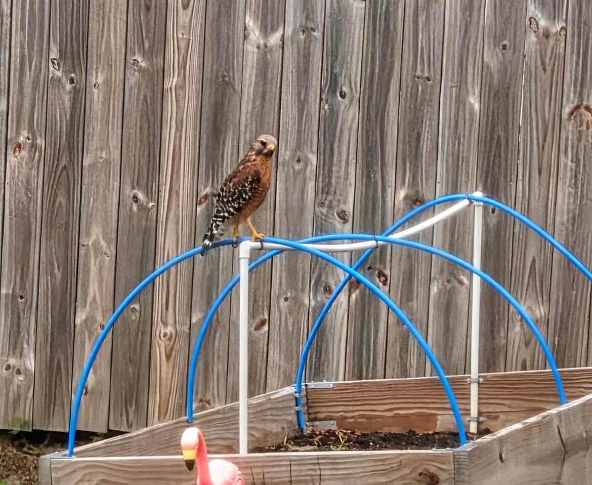 Volunteer rodent removal