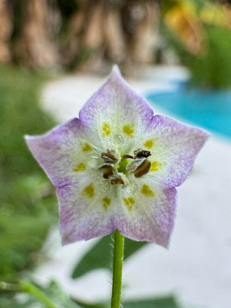 C. Praetermissum Flowers