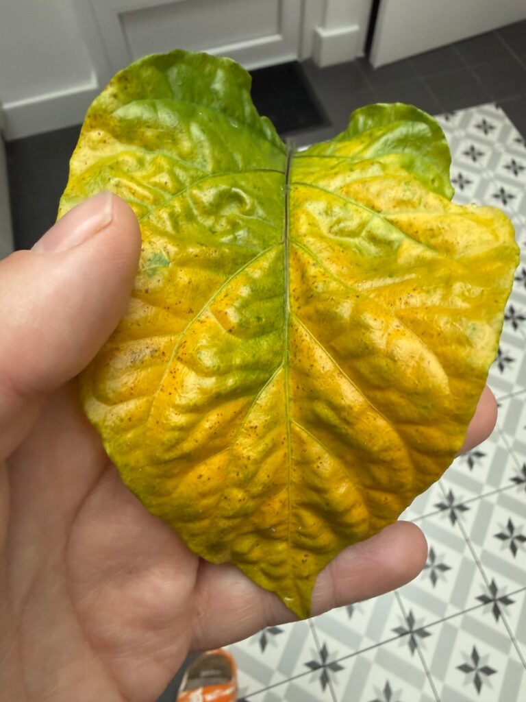 What kind of issue / disease / pest is this ?