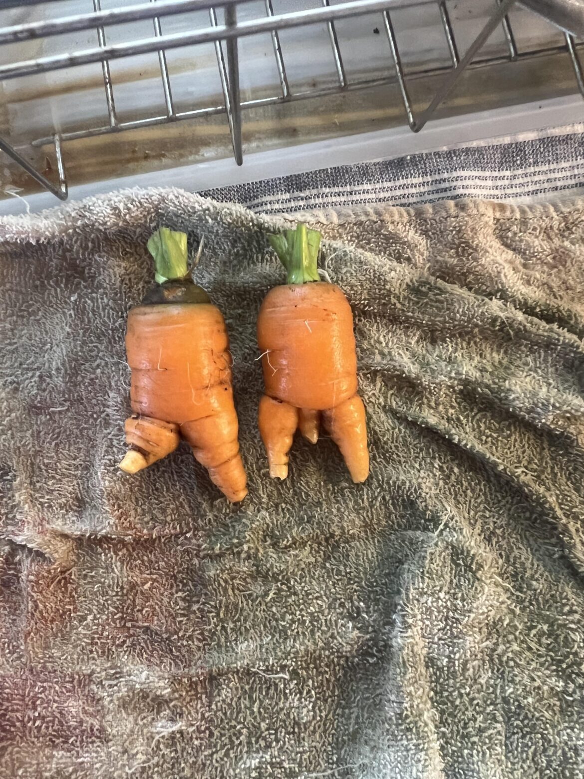 Boy v. Girl carrots
