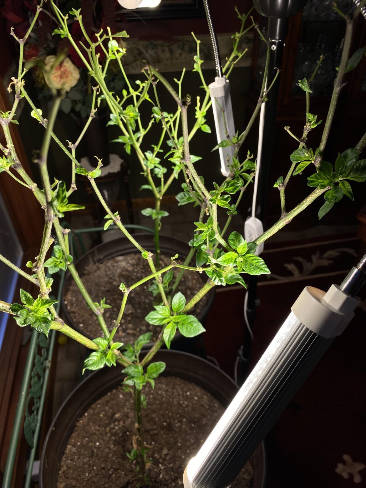 My reapers are exploding unexpectedly after being brought indoors. They had no leaves 9 days ago