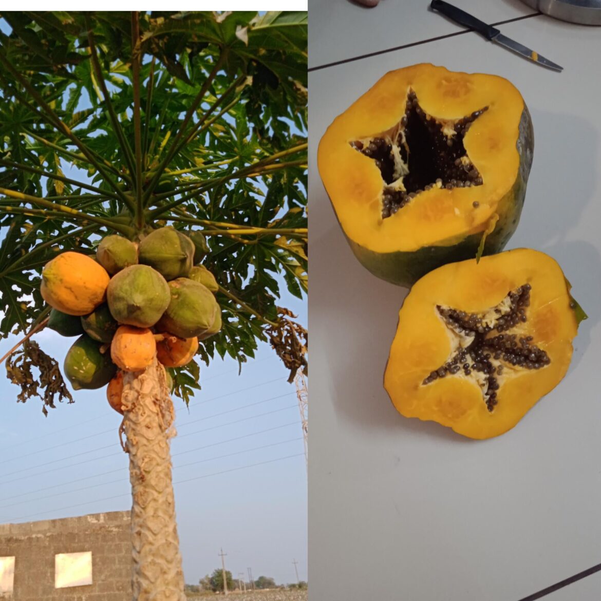 My farm's star papaya