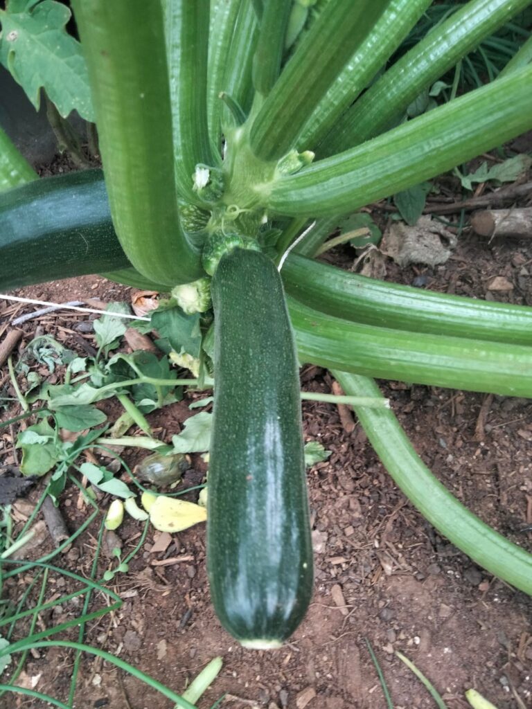 Grown from a seed of a store bought Butternut Squash, I've noticed these fruits look pretty different to other images Ive seen, possibly cross pollination? I hope I didn't get zucchinied