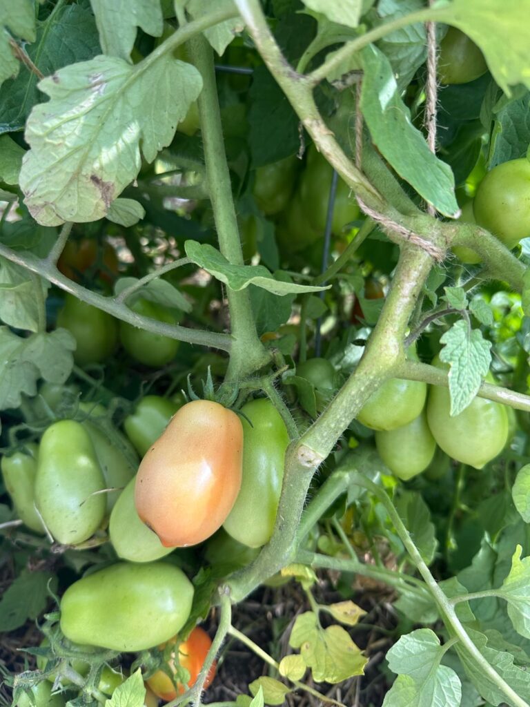 Harvest from this past year!