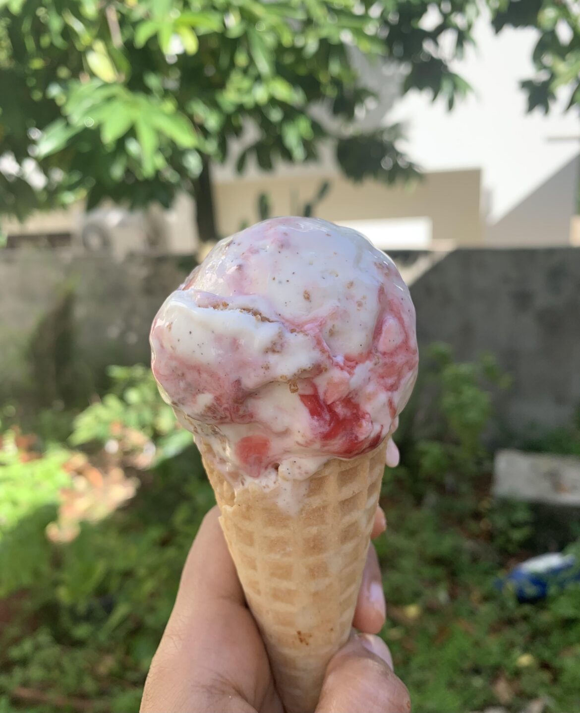 Vanilla yogurt ice cream with Ceylon gooseberry/ketembilla swirl and graham crumble
