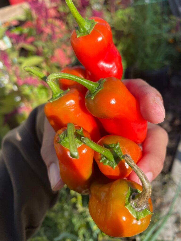 Anuum, yes? Anuum, yes?