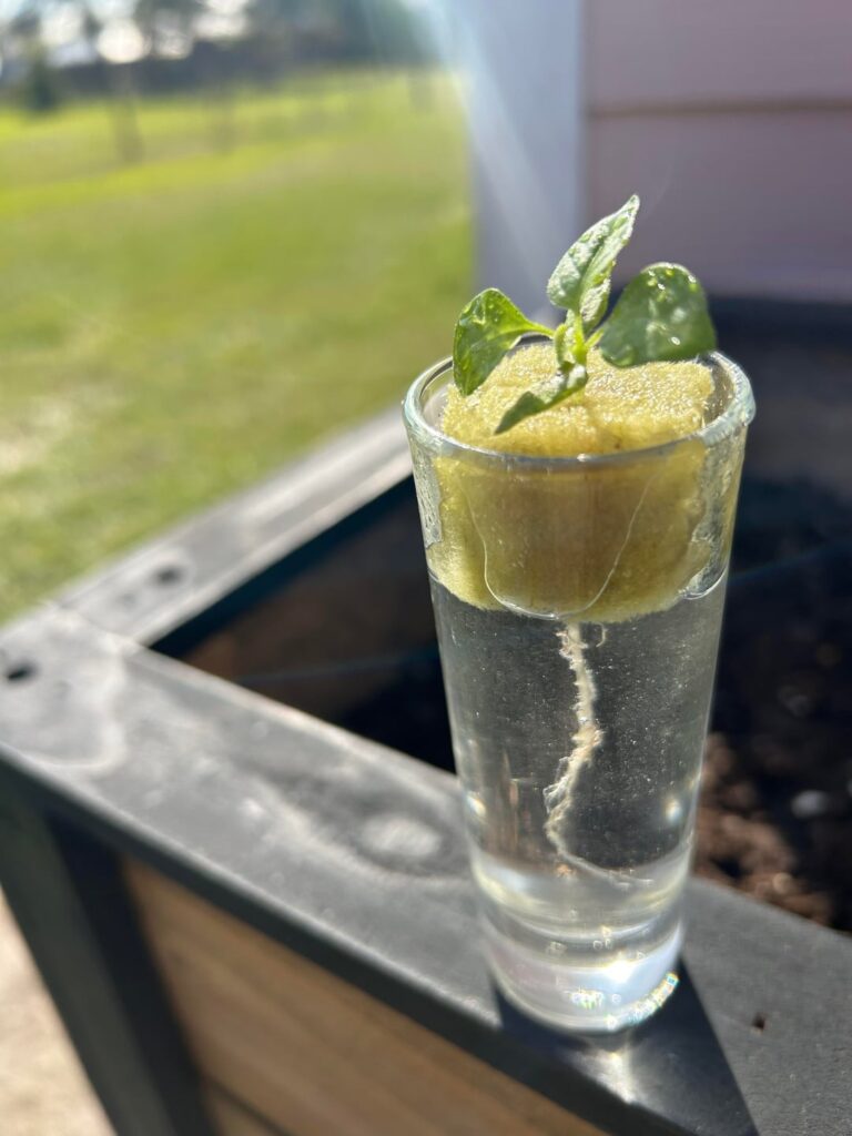 First Hydro Habanero