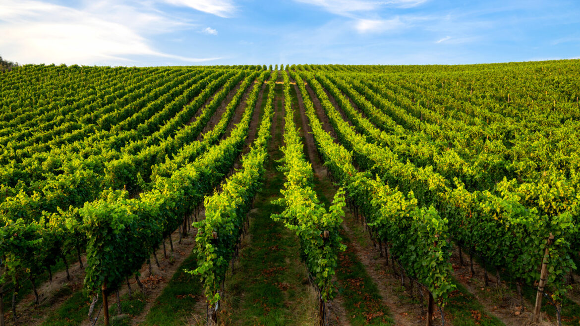 Hidden Gem Wineries In California You Need To Visit Hidden Gem Wineries In California You Need To Visit