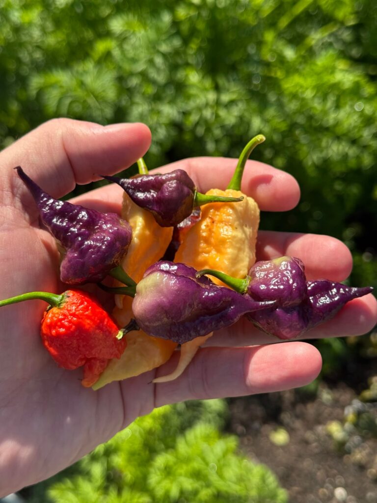 Some of the last reaper beauties