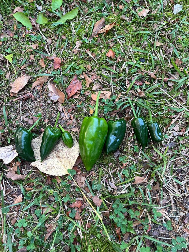 Jalepeno or poblano?