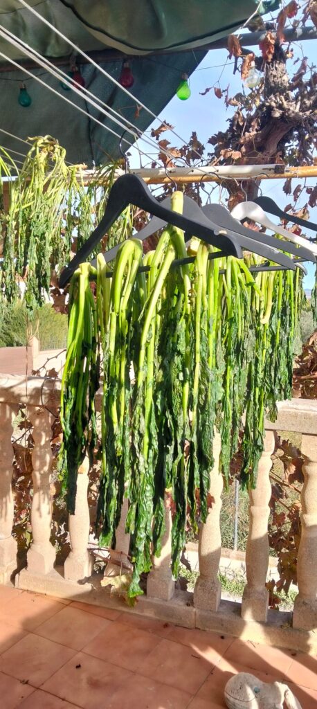 Late chuseok in southern Spain