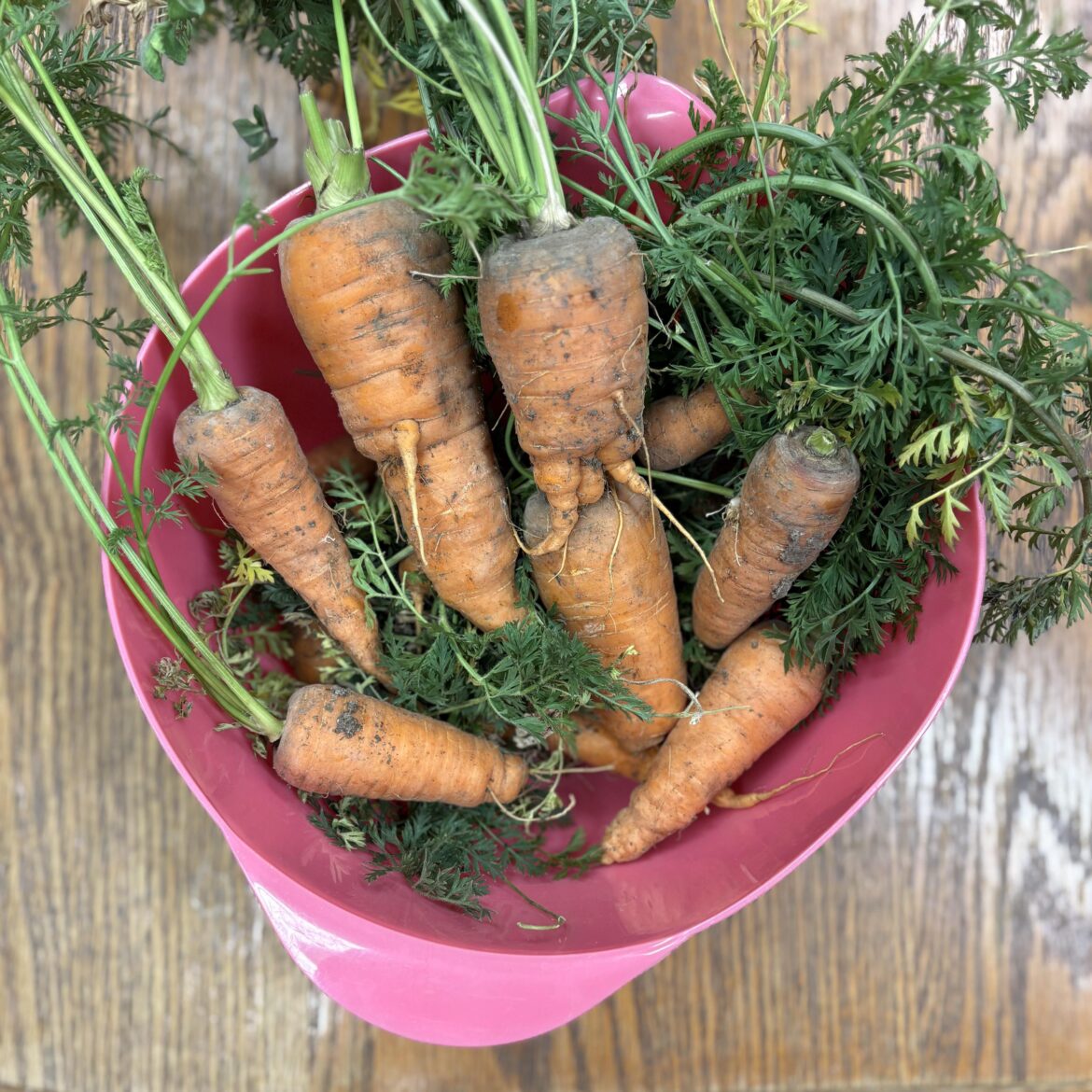 First carrot harvest!