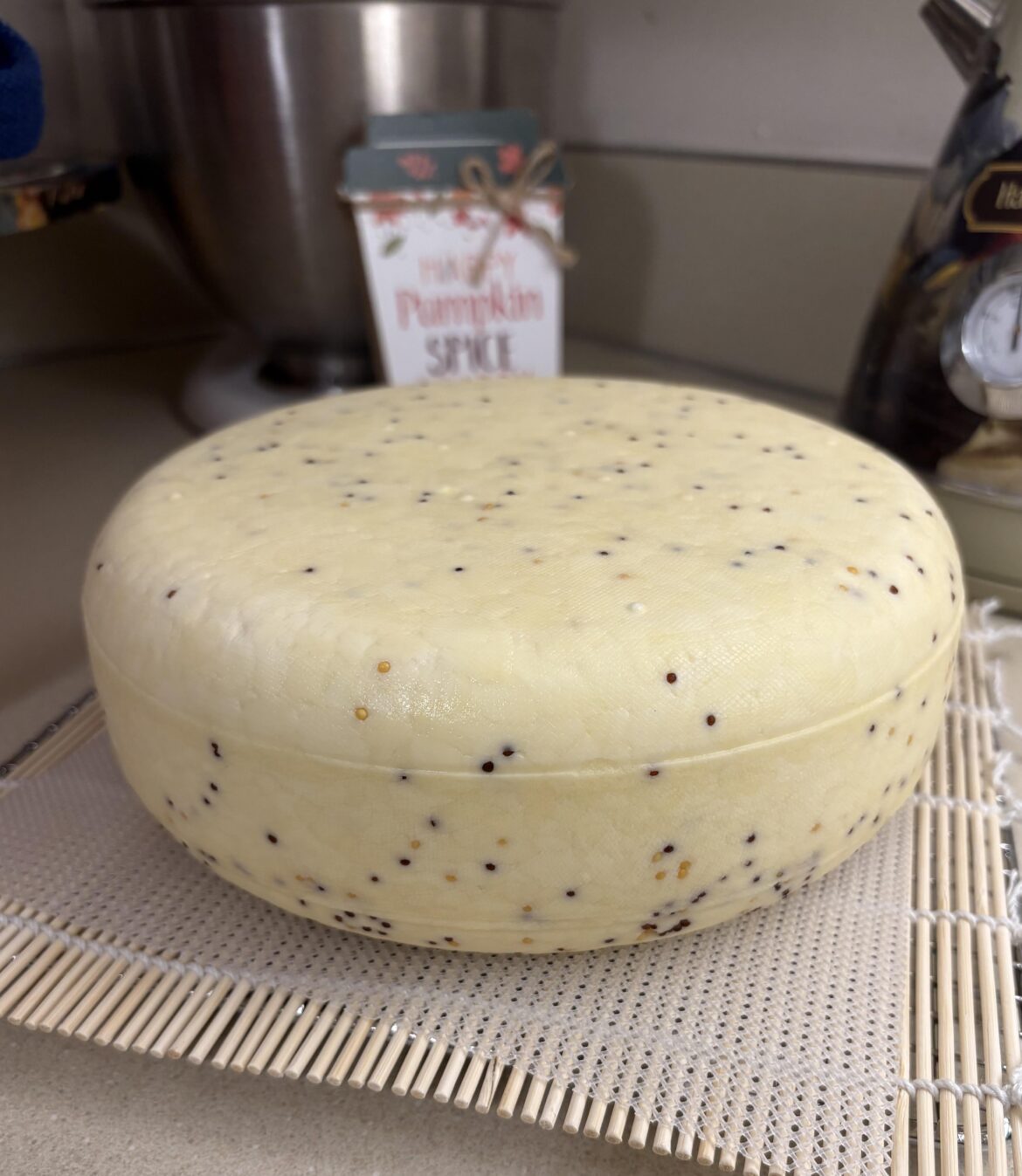 A homemade wheel of mustard seed Edam, fresh out of the brine and drying.