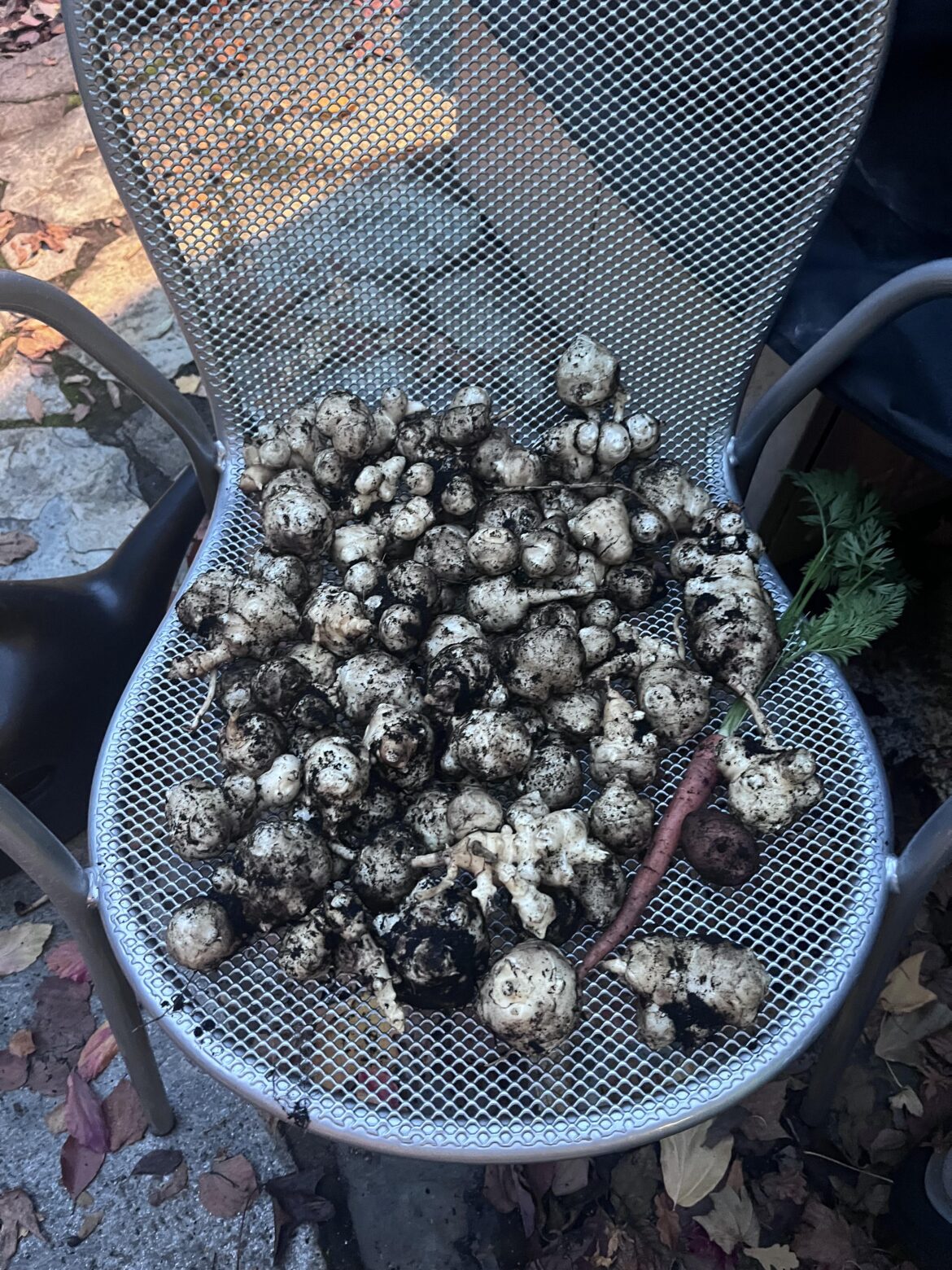 First ever sunchoke harvest