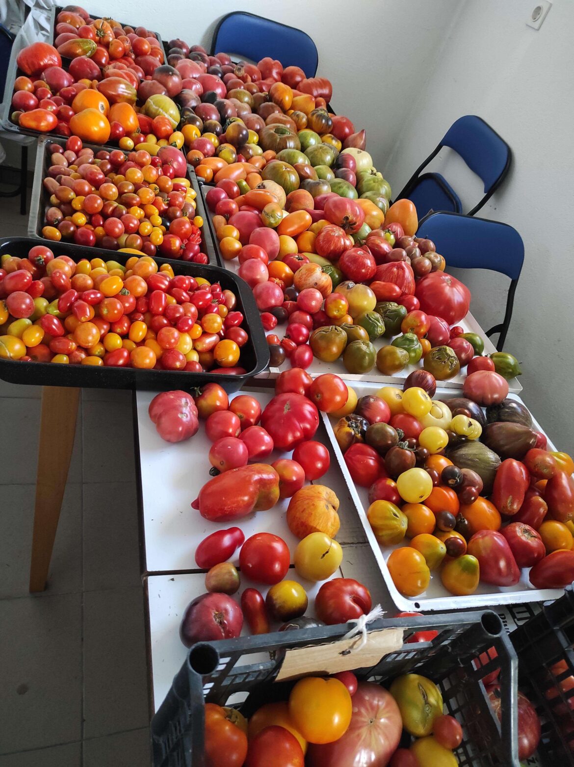 Yesterday's tomato harvest