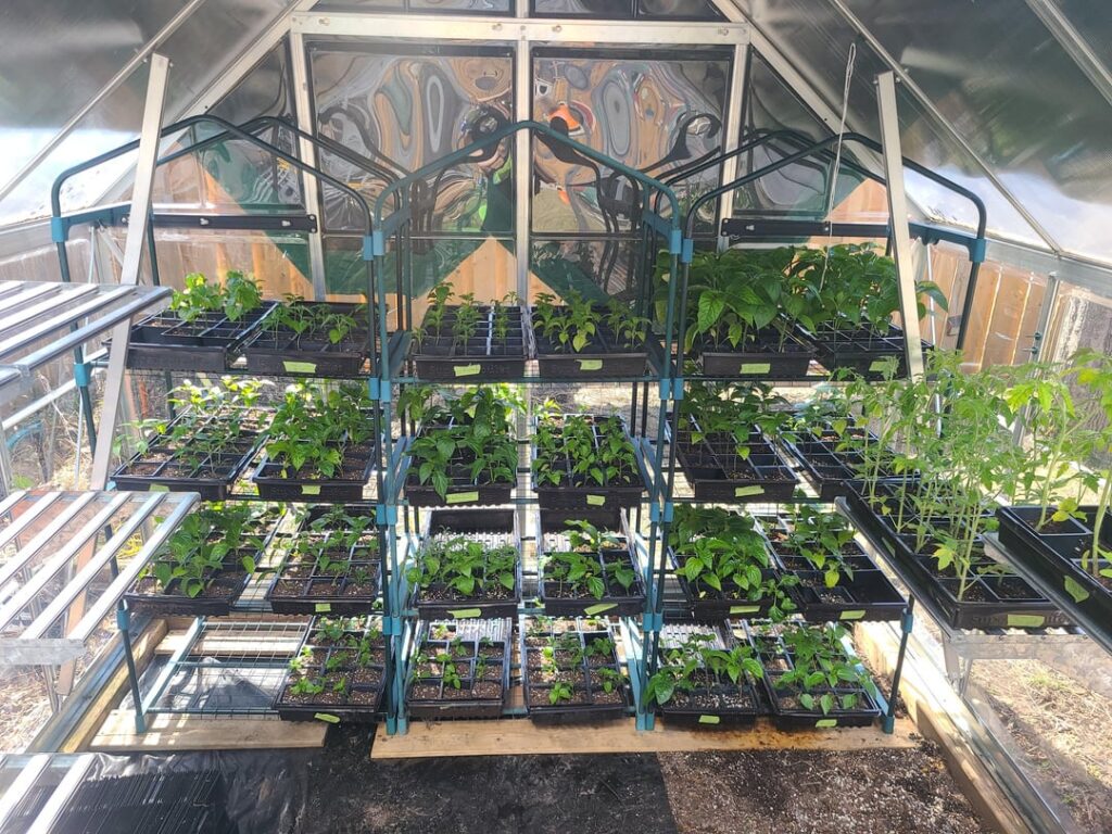 My plants every spring