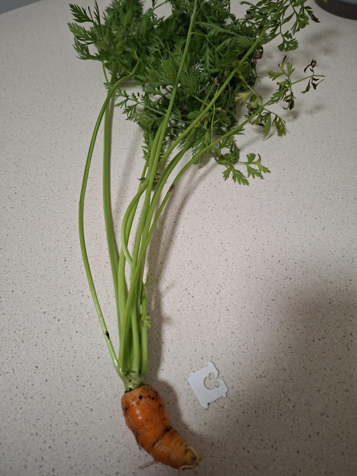 First carrot picked ever. How'd it go?