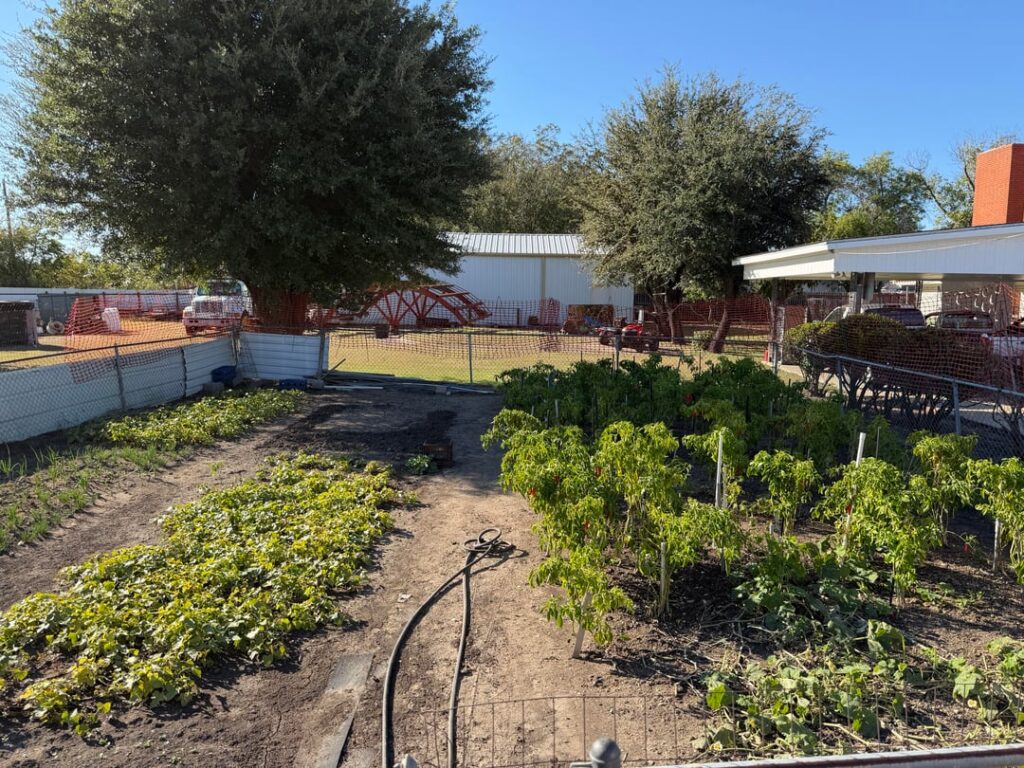 My Korean Mother-in-Law’s Vegetable Garden My Korean Mother-in-Law’s Vegetable Garden
