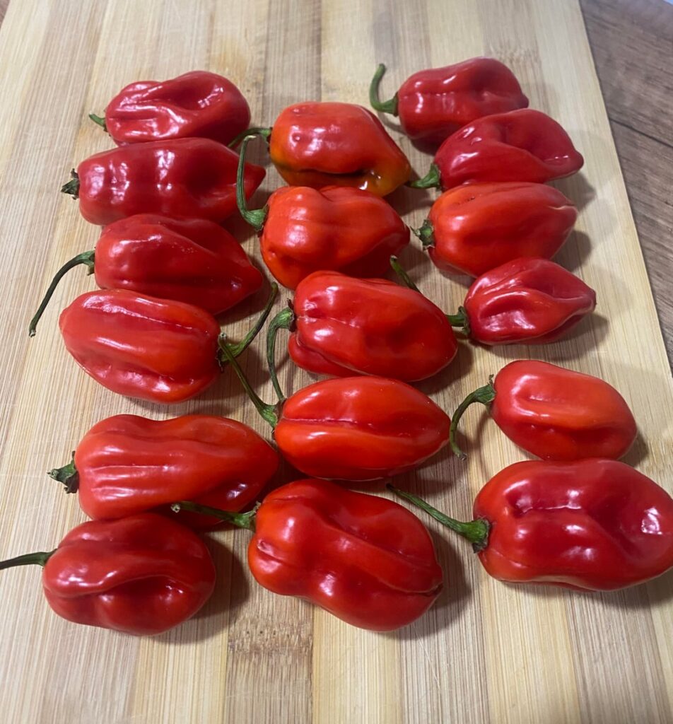 Are these red Habaneros or Scotch bonnet?