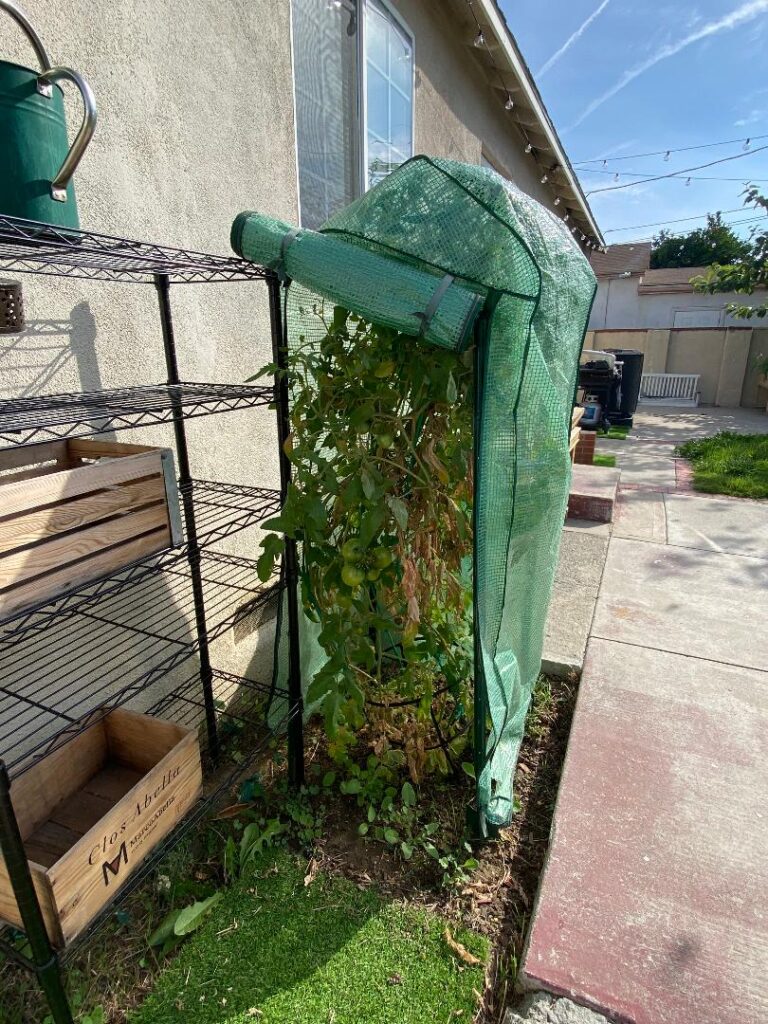 What do I do with this growing Plant!?