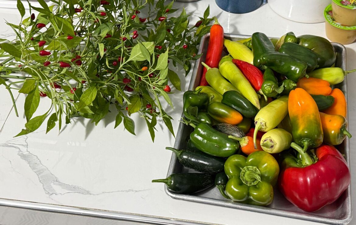 I picked my peck of pickled peppers