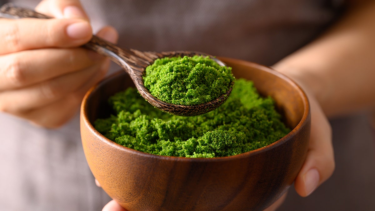 Wolffia or water meal, a small, green aquatic plant, in wooden bowl with spoon held by hand