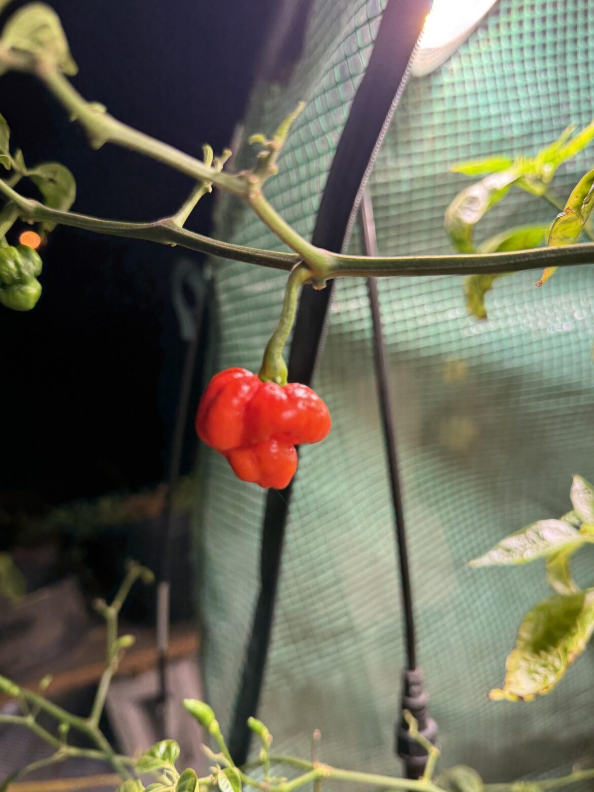 Last little guy of the season