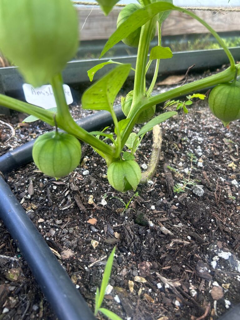 Tomatillos
