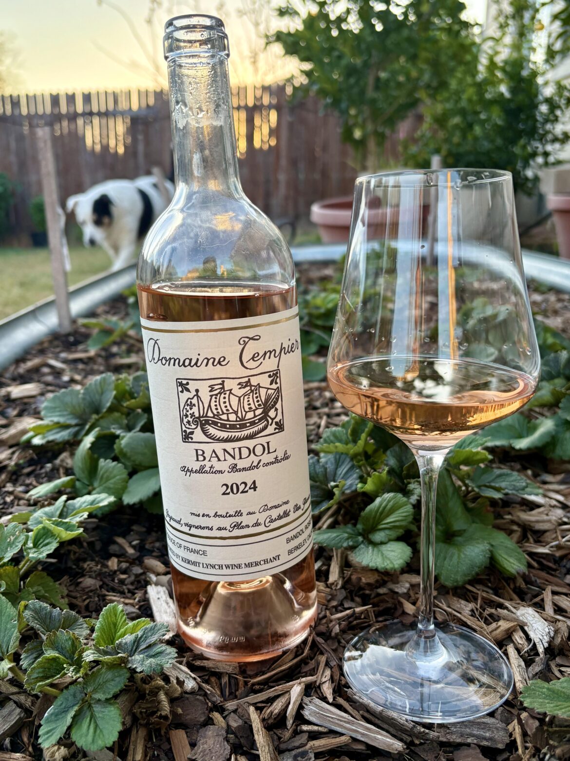 It is still 90°F in Texas, so I am still drinking Rosé | 2024 Domaine Tempier Bandol Rosé